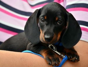 Lakewood Puppy Training: Common Mistakes to Avoid
