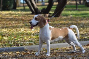 Denver Dog Training: Get Out & Walk