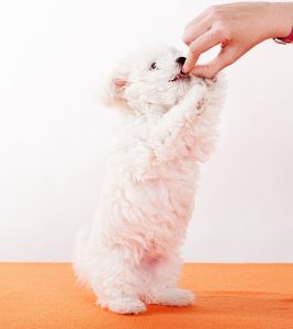 Denver dog training: foods to never feed your dog