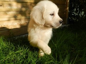 Puppy Training Lakewood: House Breaking