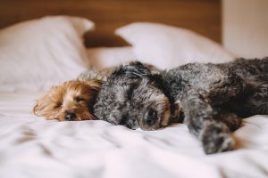 Lakewood Dog Training: How Much Sleep Should My Dog Get?
