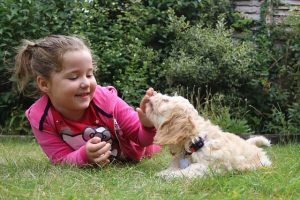 Lakewood Dog Training: Back to School