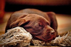 Denver Dog Training: Puppy Development