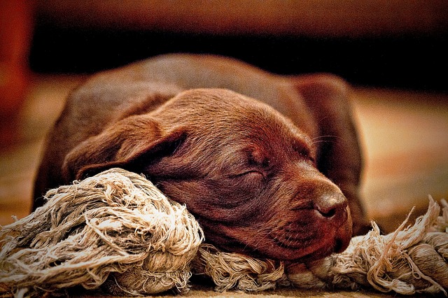 Puppy Development