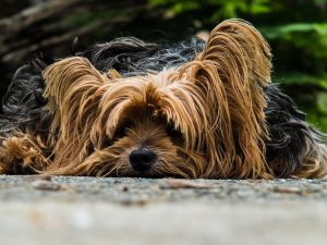 Highlands Ranch Training: Instilling Confidence in a Timid Pup