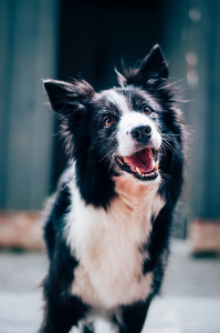 Lakewood Dog Training: What Is Your Dog Trying to Communicate?