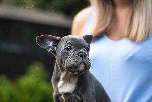 Littleton Dog Training: Preparing for a Puppy