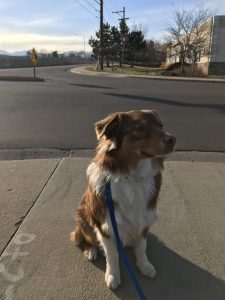Dog Training in Denver: Kody
