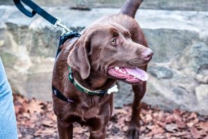 Lakewood Dog Training Tips: Training at the Dog Park