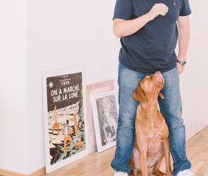 Littleton Dog Training: Fun, Indoor Play for Your Dog