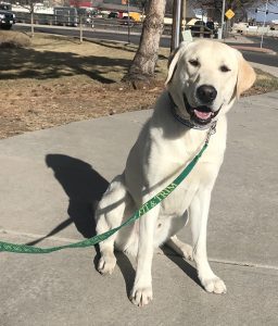 Denver Dog Training: Holding Place