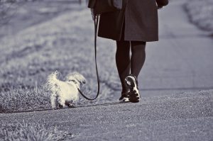 The Importance of Walking Your Dog