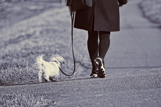 The Importance of Walking Your Dog