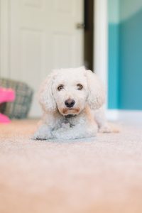 Tips for Comforting Your Dog During Stormy Weather