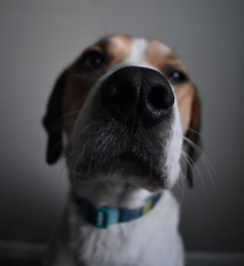 Allowing Your Pup to Explore Through Smell