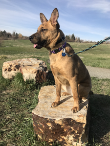 Dog Training in Lakewood: Suka