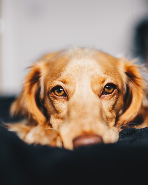 englewood dog training: why is your dog timid