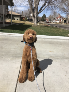 Dog Training in Lakewood: Jean-Luc