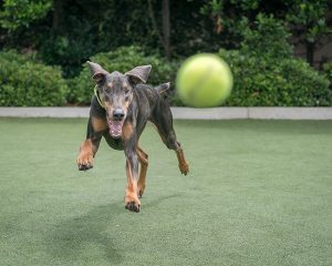 Play Time: Keeping Your Dog Active