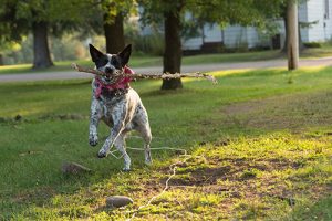Lakewood Dog Training: Summer Health Tips