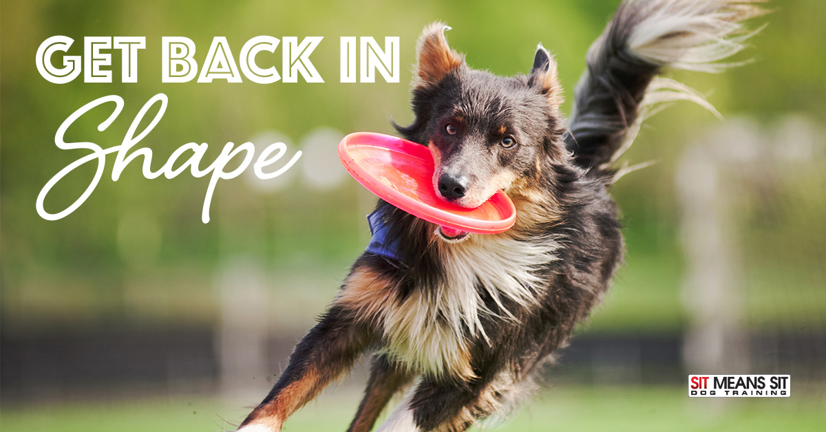 Helping Your Dog Get Back in Shape