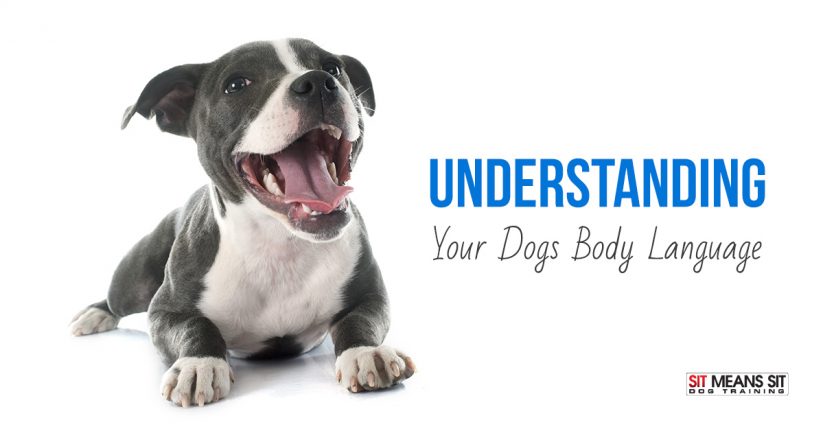 Understanding your dog's body language.