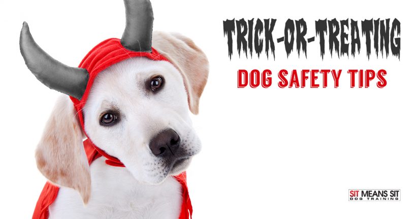 Trick-or-Treating Dog Safety