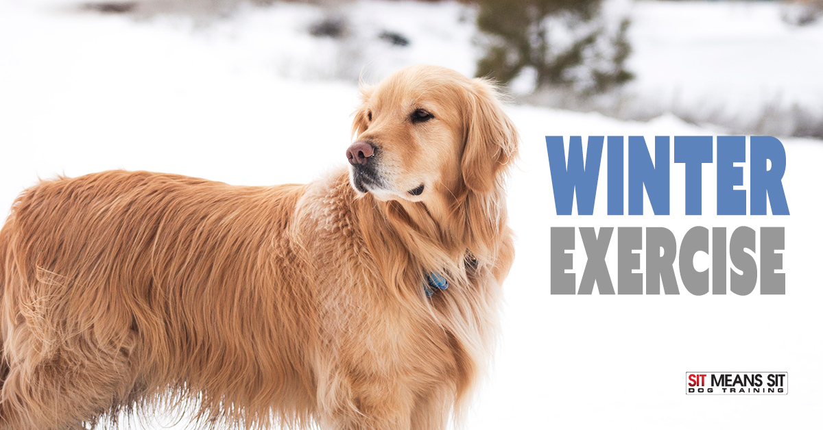 winter-exercise-with-your-dog