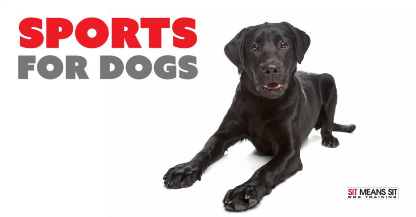 Competitive Sports for Dogs