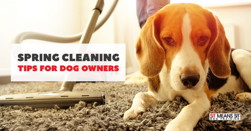 Spring Cleaning Tips for Dog Owners