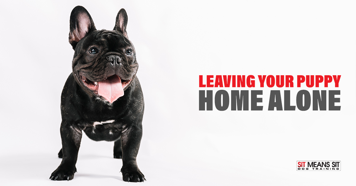 https://sitmeanssit.com/dog-training-mu/south-denver-dog-training/files/2019/04/leaving-puppy-home-alone.jpg