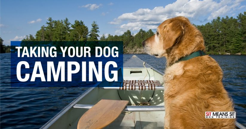 Reasons to Take Your Dog Camping