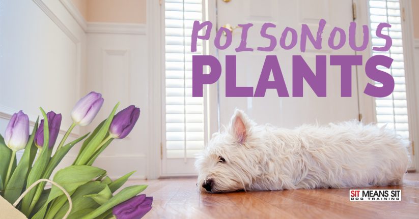 Plants that are Poisonous for Your Dog