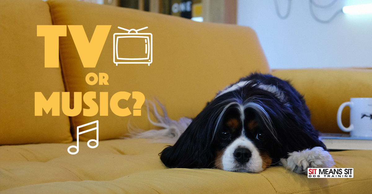 Do Dogs Enjoy TV or Music On While Home Alone?