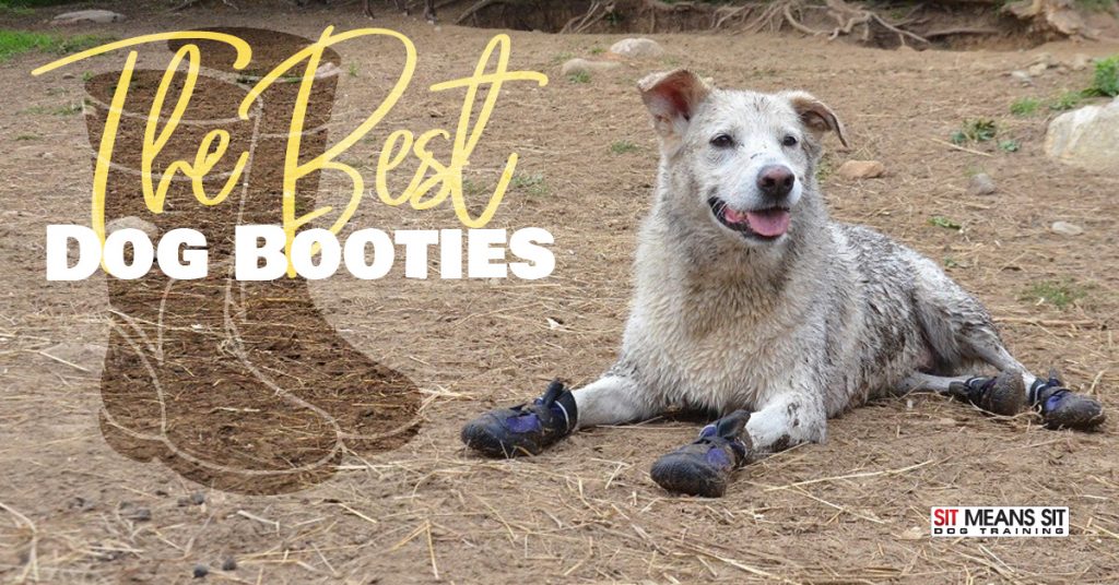 Best Dog Boots Purchase Guide Sit Means Sit South Denver