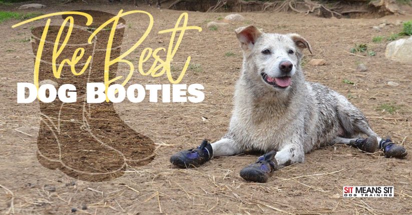 The Best Dog Booties