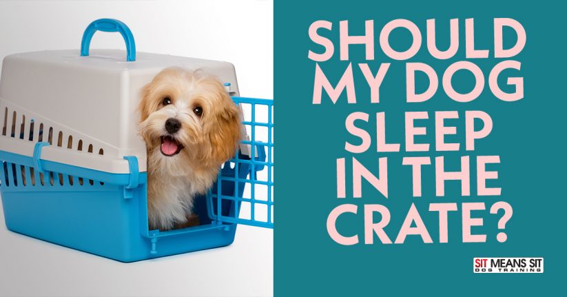 Should My Dog Sleep in the Crate?
