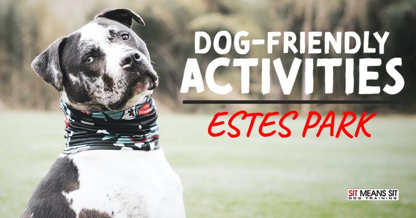 Dog Friendly Activities in Estes Park