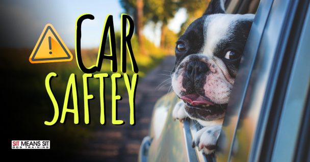 Dog Car Safety Tips