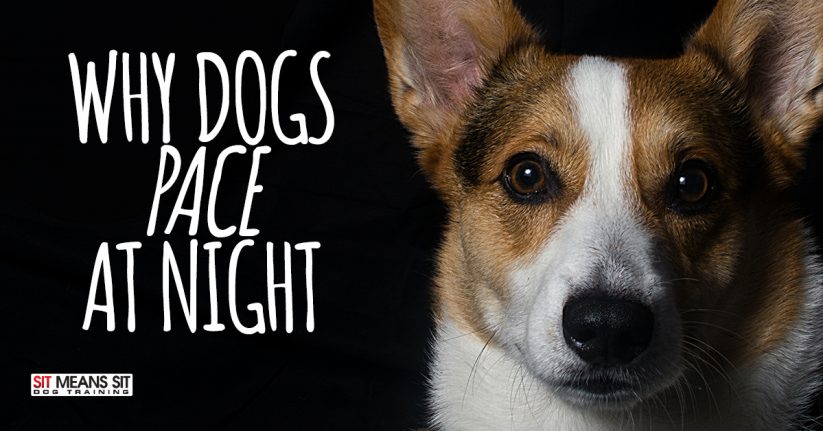 Why Dogs Pace at Night