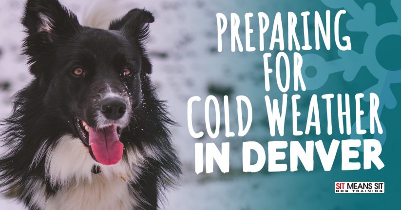 Preparing for Cold Weather with Your Dog in Denver