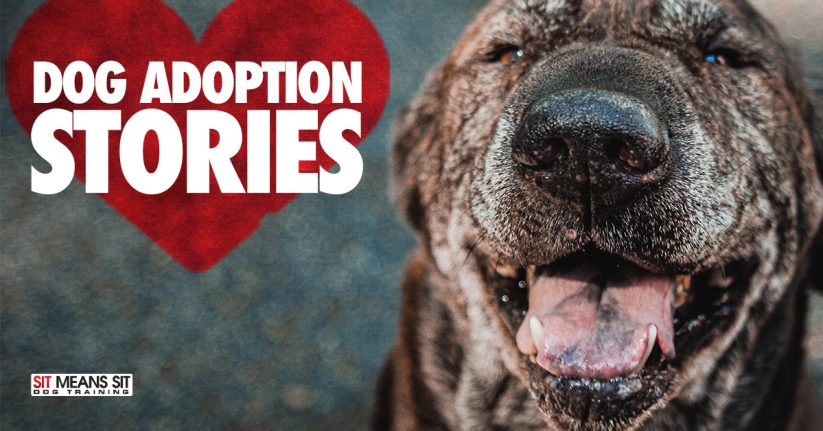 Dog Adoption Stories to Warm Your Heart