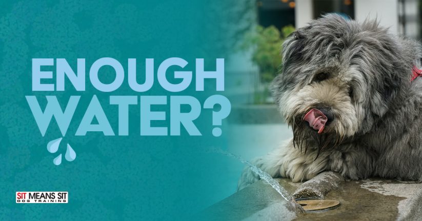 Does My Dog Drink Enough Water?