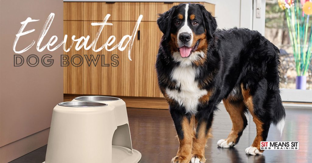Does My Dog Need an Elevated Bowl? Sit Means Sit S. Denver