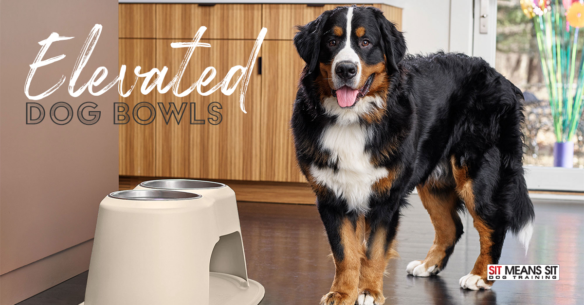 is it better for dogs to eat from elevated bowls