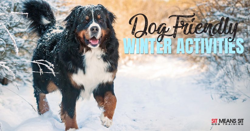Dog-Friendly Winter Activities