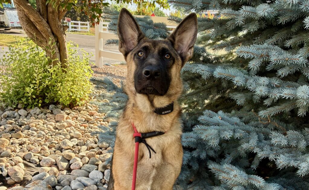 Belgian Malinois and German Shepherd mix practicing outdoor obedience training in Littleton, Colorado.