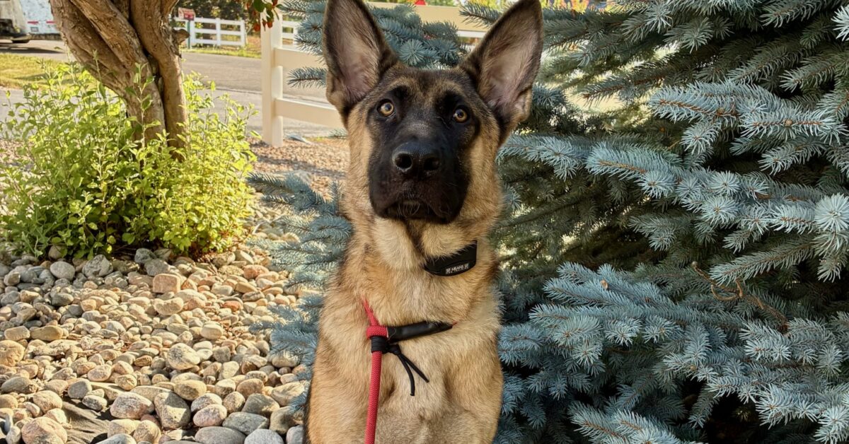 Belgian Malinois and German Shepherd mix practicing outdoor obedience training in Littleton, Colorado.