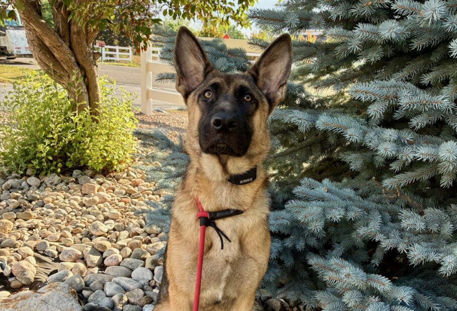 Belgian Malinois and German Shepherd mix practicing outdoor obedience training in Littleton, Colorado.
