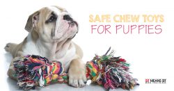 Safe chew toys for puppies.
